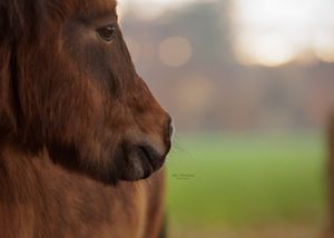 Liefdevolle paardenfotografie - LivHoomansPhotography - DeHippischeBeeldbank