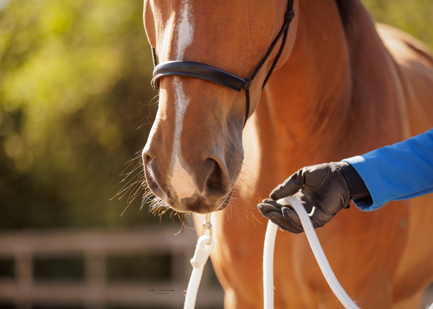 Liefdevolle paardenfotografie - LivHoomansPhotography - DeHippischeBeeldbank