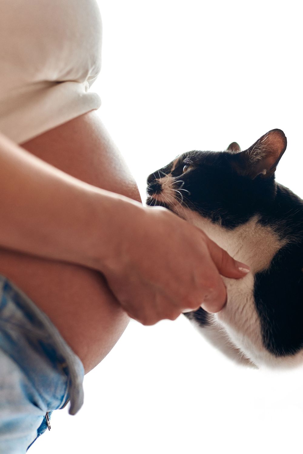 Pregnant woman holding a black and white cat near her bare baby bump on white background.