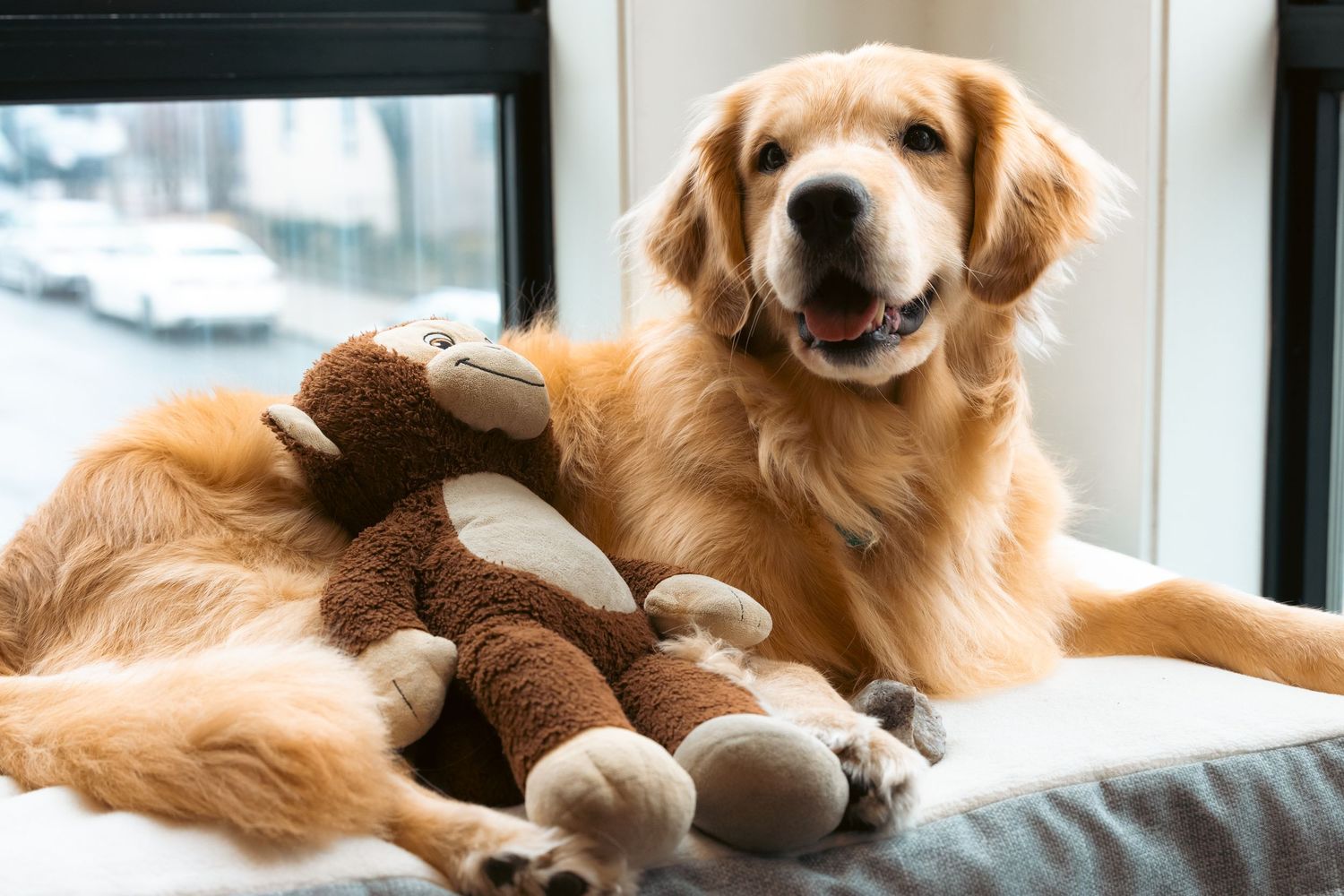 Goden retriever dog with stuffed monkey