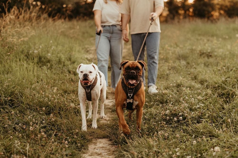 Couple chiens