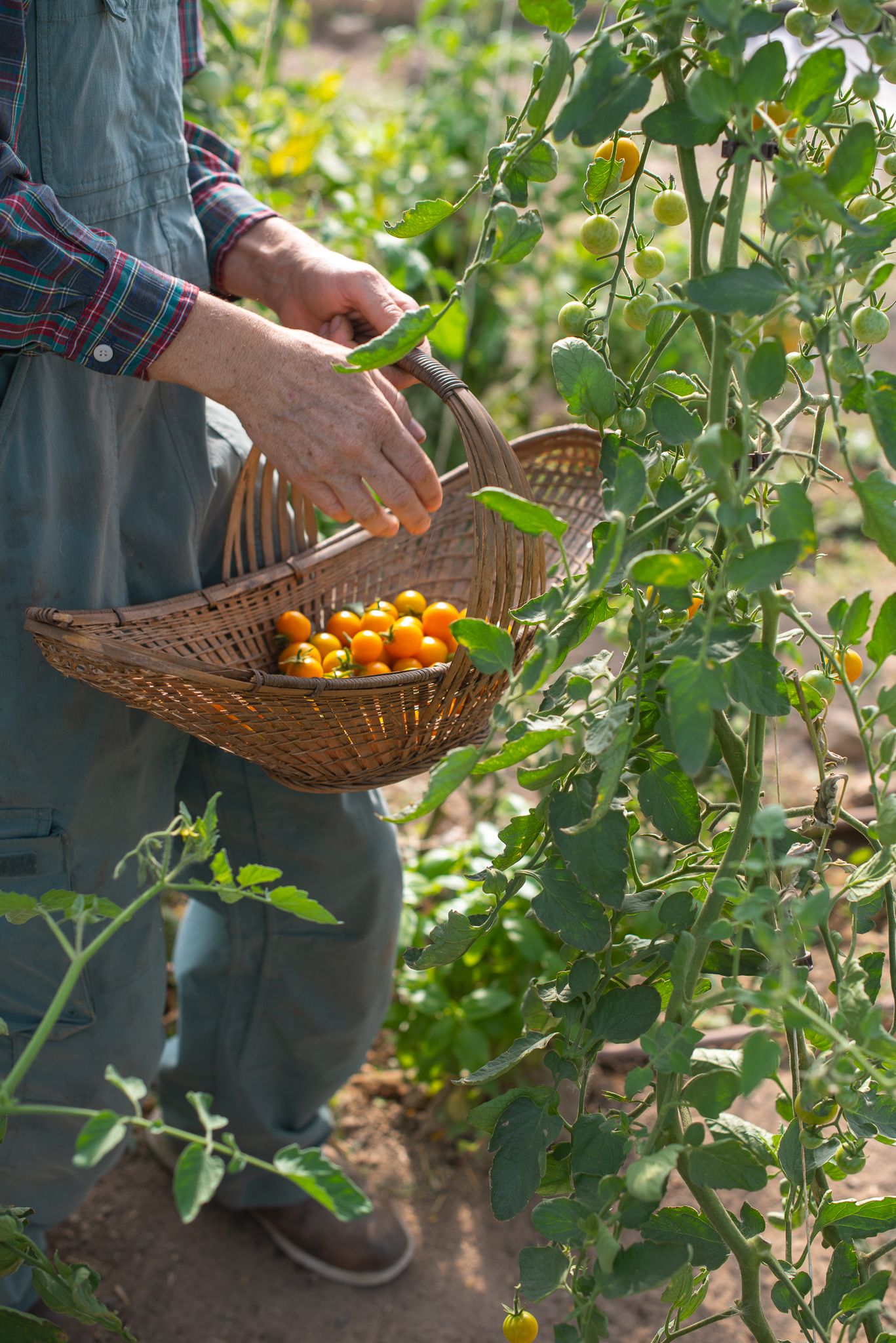 cherry tomatoes being picked in the summer in nampa idaho