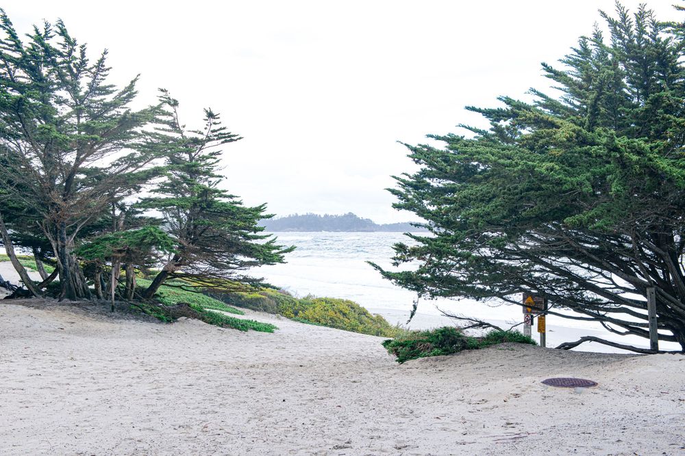 Cypress trees frame a misty coastal view with sandy beach and distant ocean horizon in California.