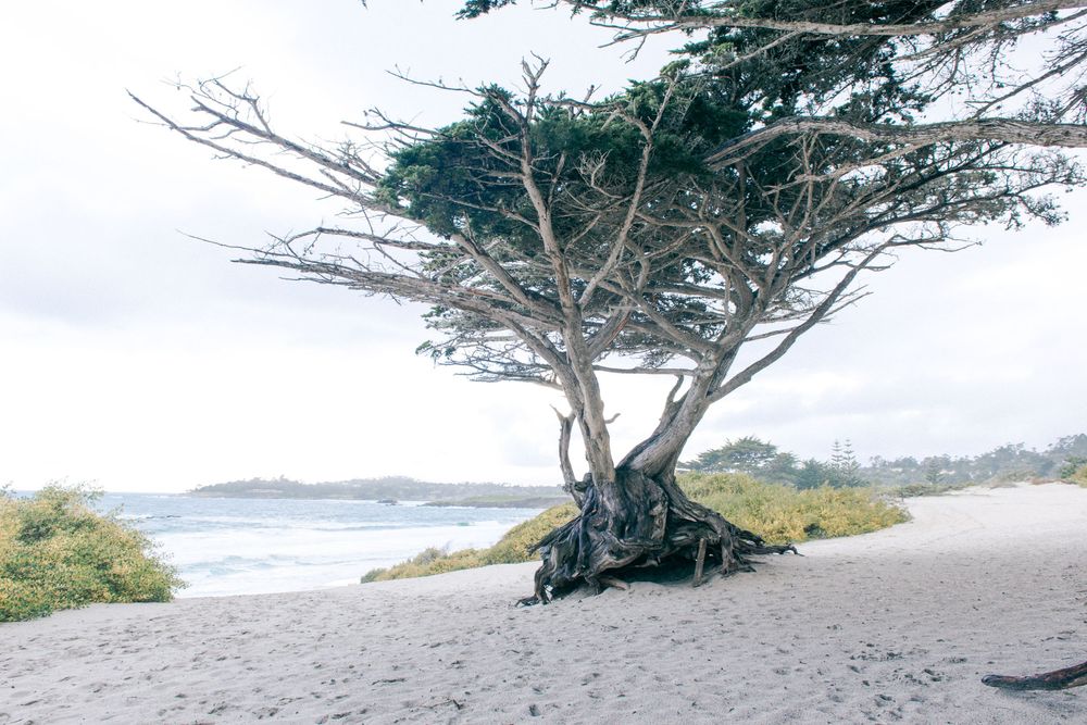 Rugged coastal landscape with windswept Cypress trees along a misty California beach at sunset.
