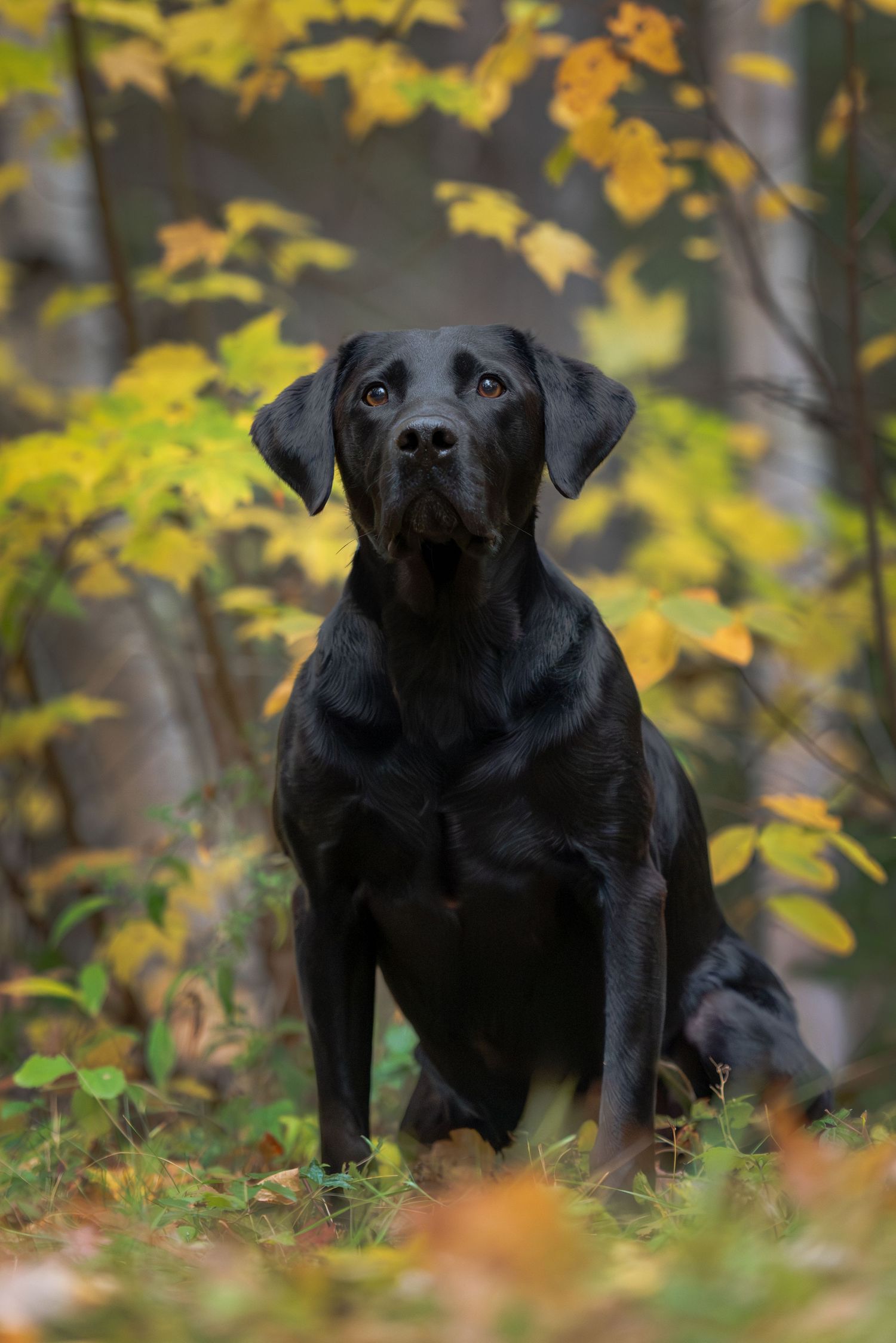 Black Labrador mix posing on a hiking trail in front of vibrant yellow fall leaves