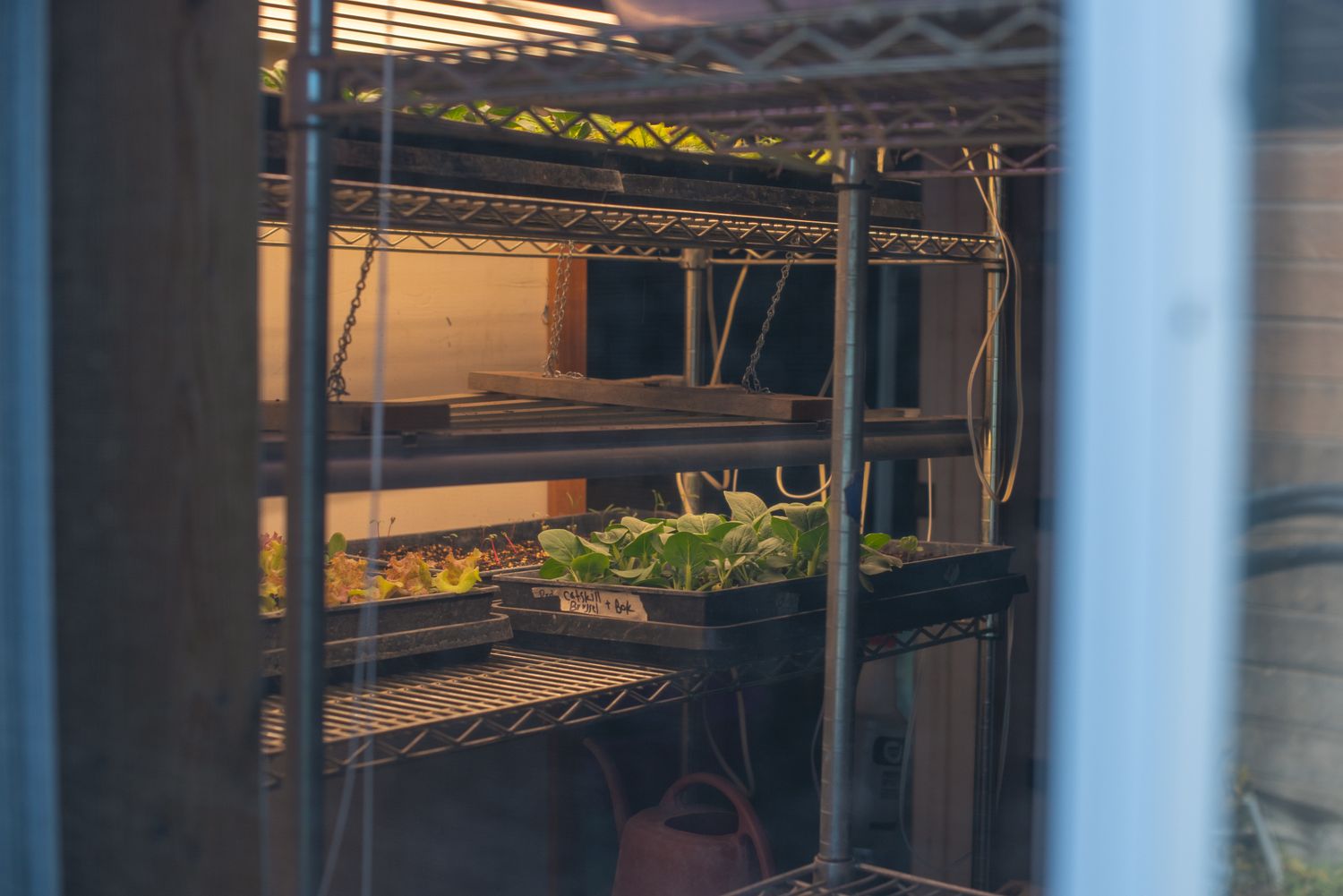 tiny sprouts under a lamp in a nursery in nampa idaho