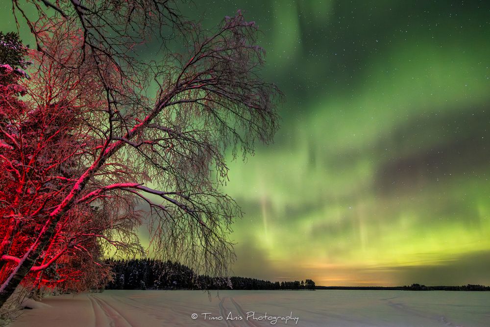 Northern lights dance across the night sky above a silhouetted tree line with vibrant green and red colors reflecting on water.