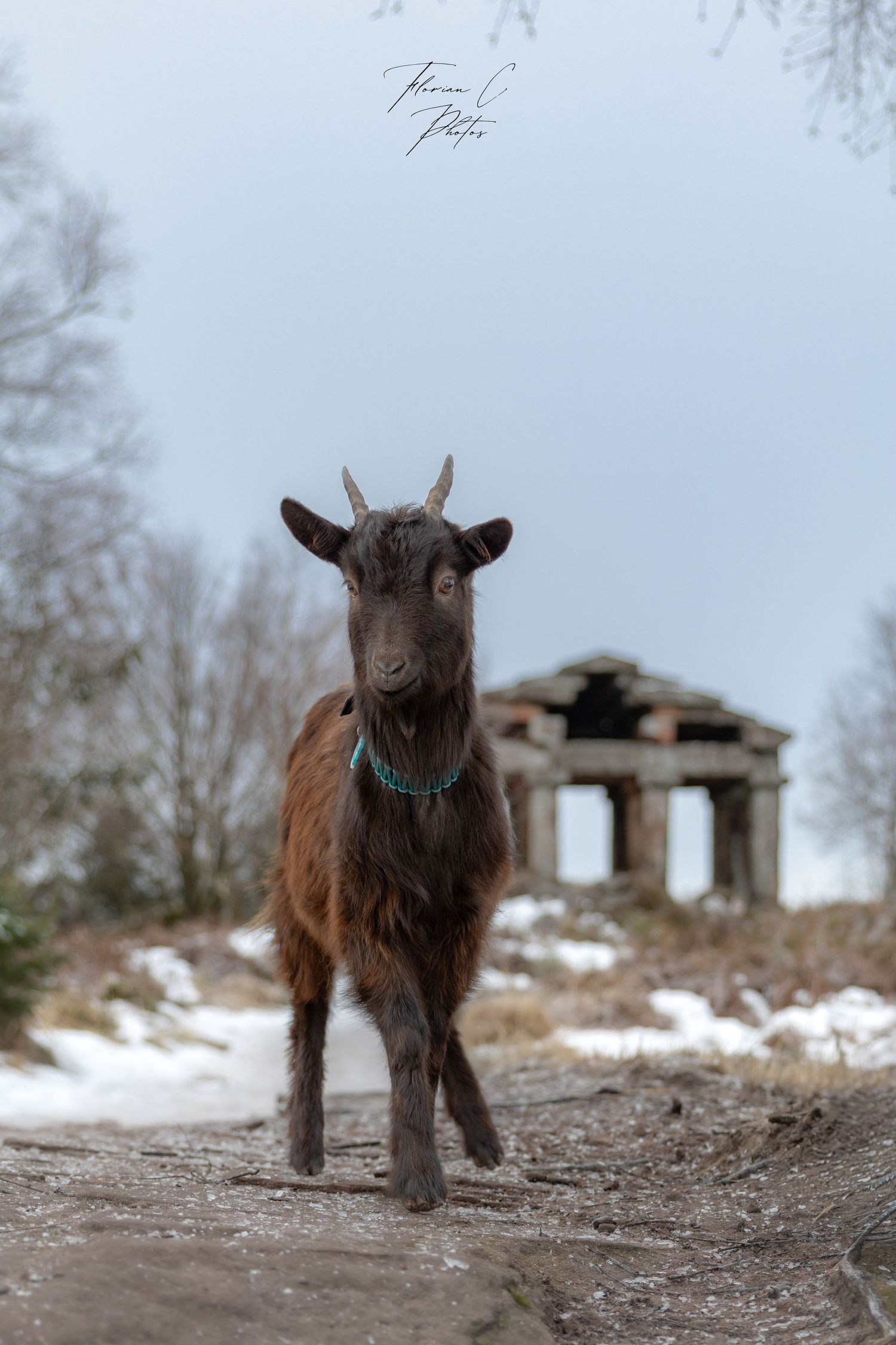 Chèvre / Bouc / Nature / Temple / Alsace / photo / neige / hiver
