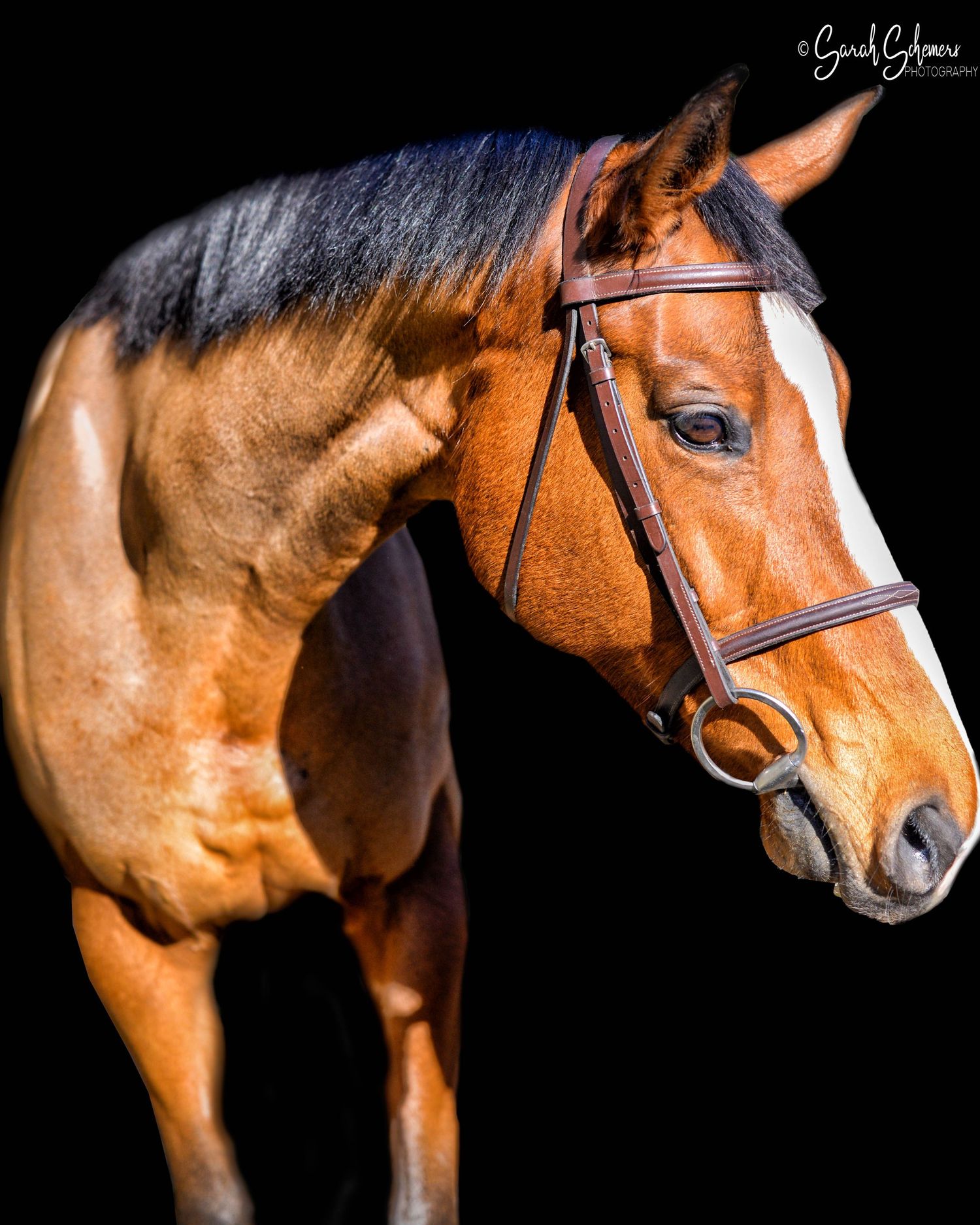 Professional portrait of a bay horse wearing bridle against black background.