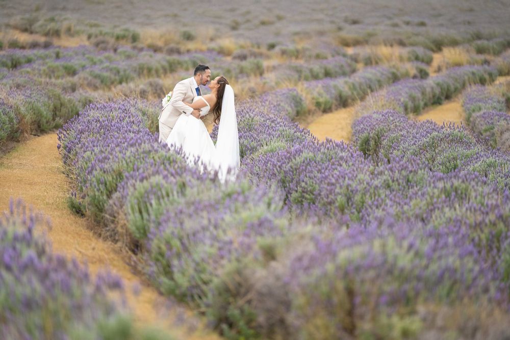 Bride and groom share an intimate kiss surrounded by rows of purple lavender under soft light.