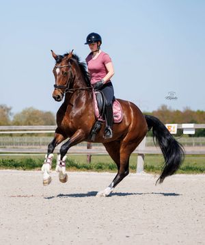 Actiefoto dressuurpaard pirouette