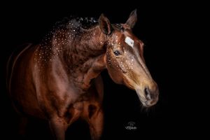 Blackfoto paard met diamond