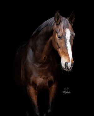Blackfoto paard