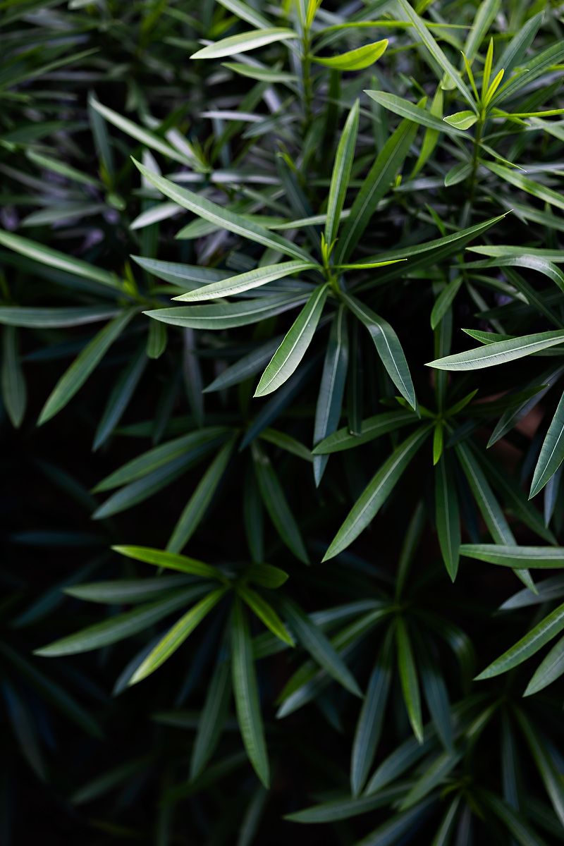 Close-up view of lush green bamboo leaves creating a natural pattern in a garden setting.