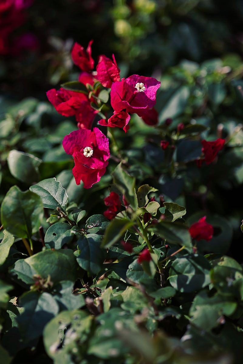 Vibrant red bougainvillea flowers bloom among dark green leaves in a garden setting.