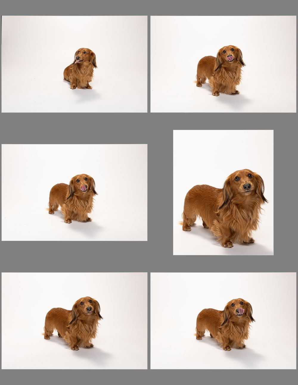 A reddish-brown dachshund dog poses in various positions against a white background showing playful and alert expressions.