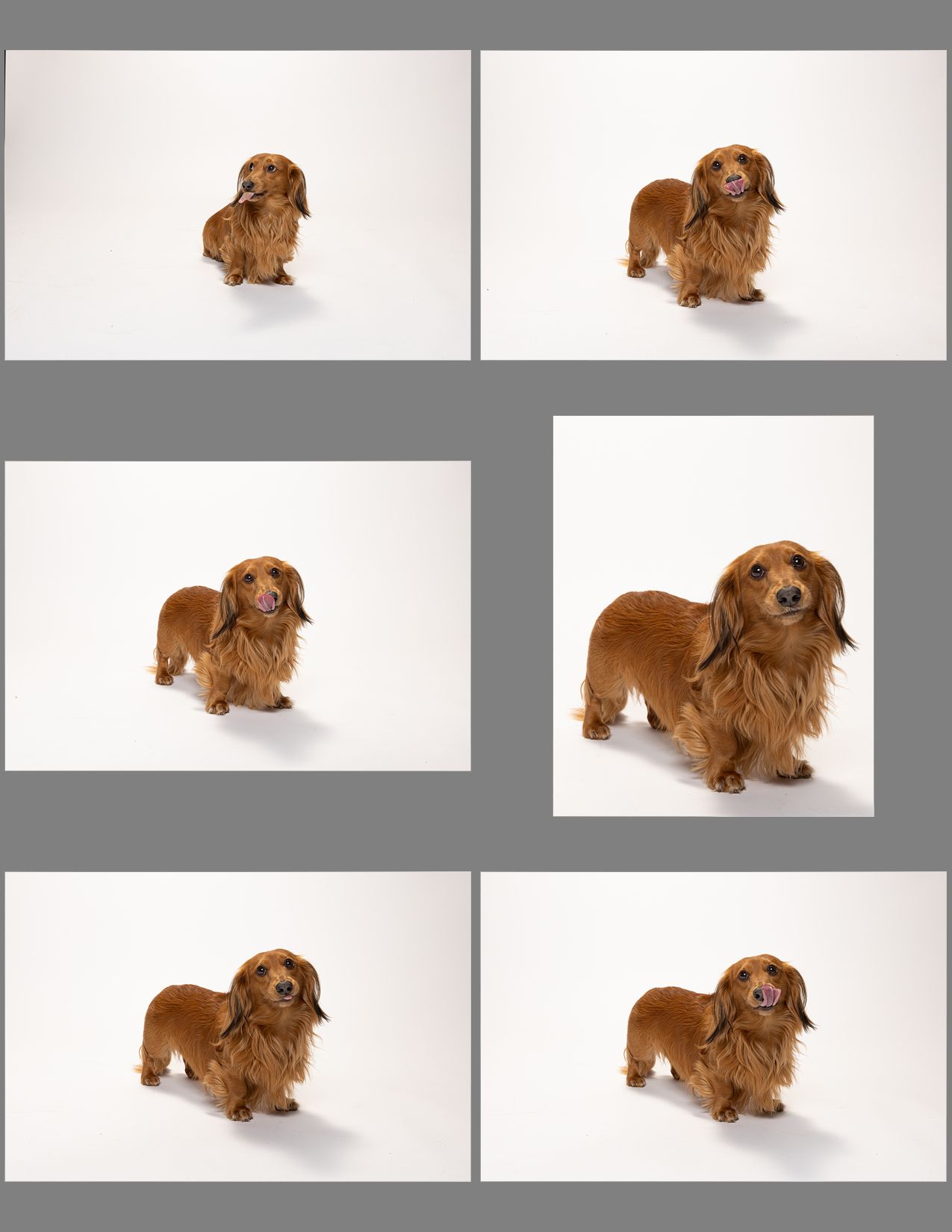 A reddish-brown dachshund dog poses in various positions against a white background showing playful and alert expressions.