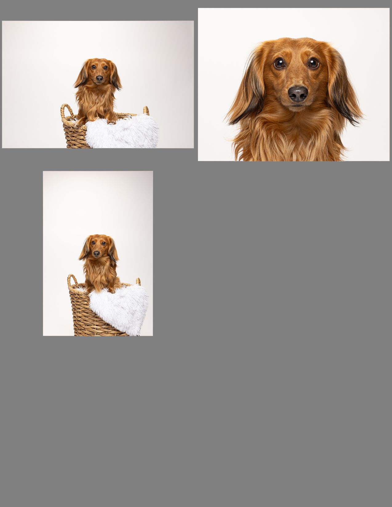 An adorable dachshund sits in a wicket basket against a white background during his session at fetching fido fotography.