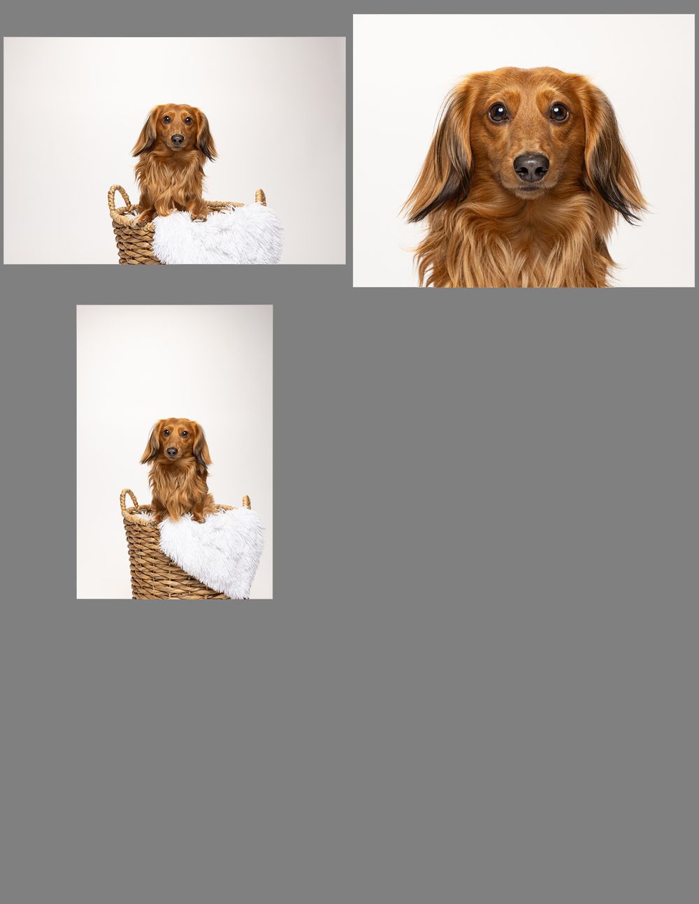 An adorable dachshund sits in a wicket basket against a white background during his session at fetching fido fotography.