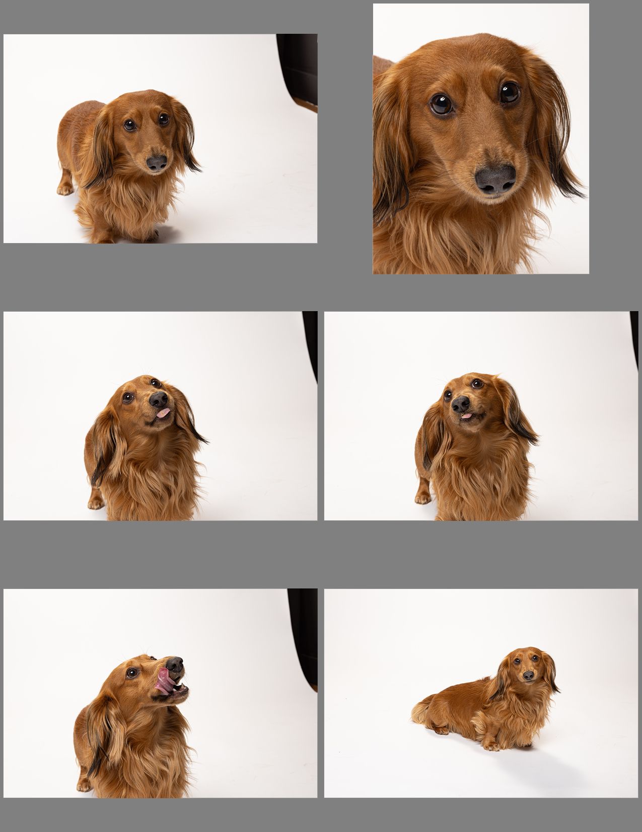 A brown long-haired dachshund dog shown in multiple poses and angles against white backgrounds.