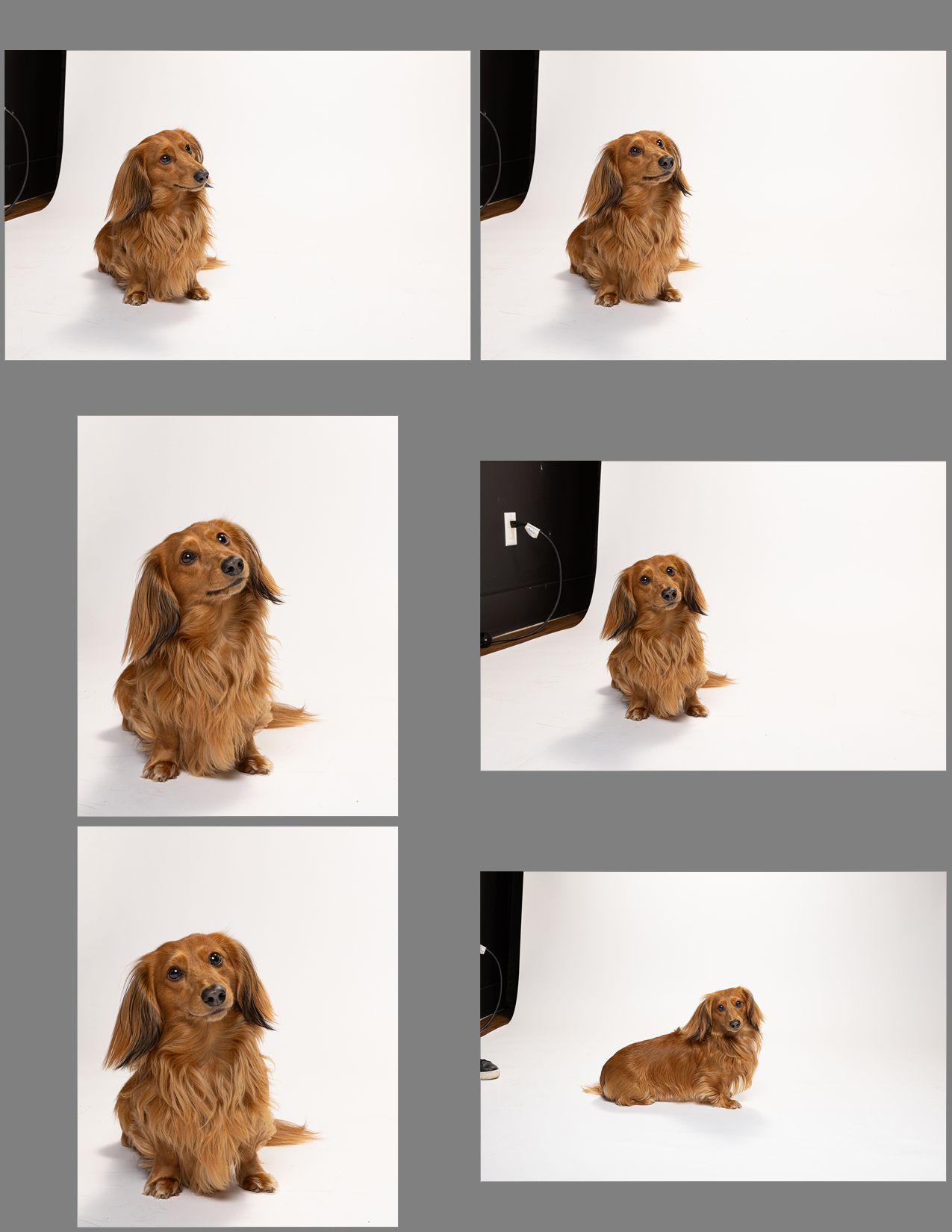 A long-haired brown dachshund dog poses gracefully against a white studio background in various positions.