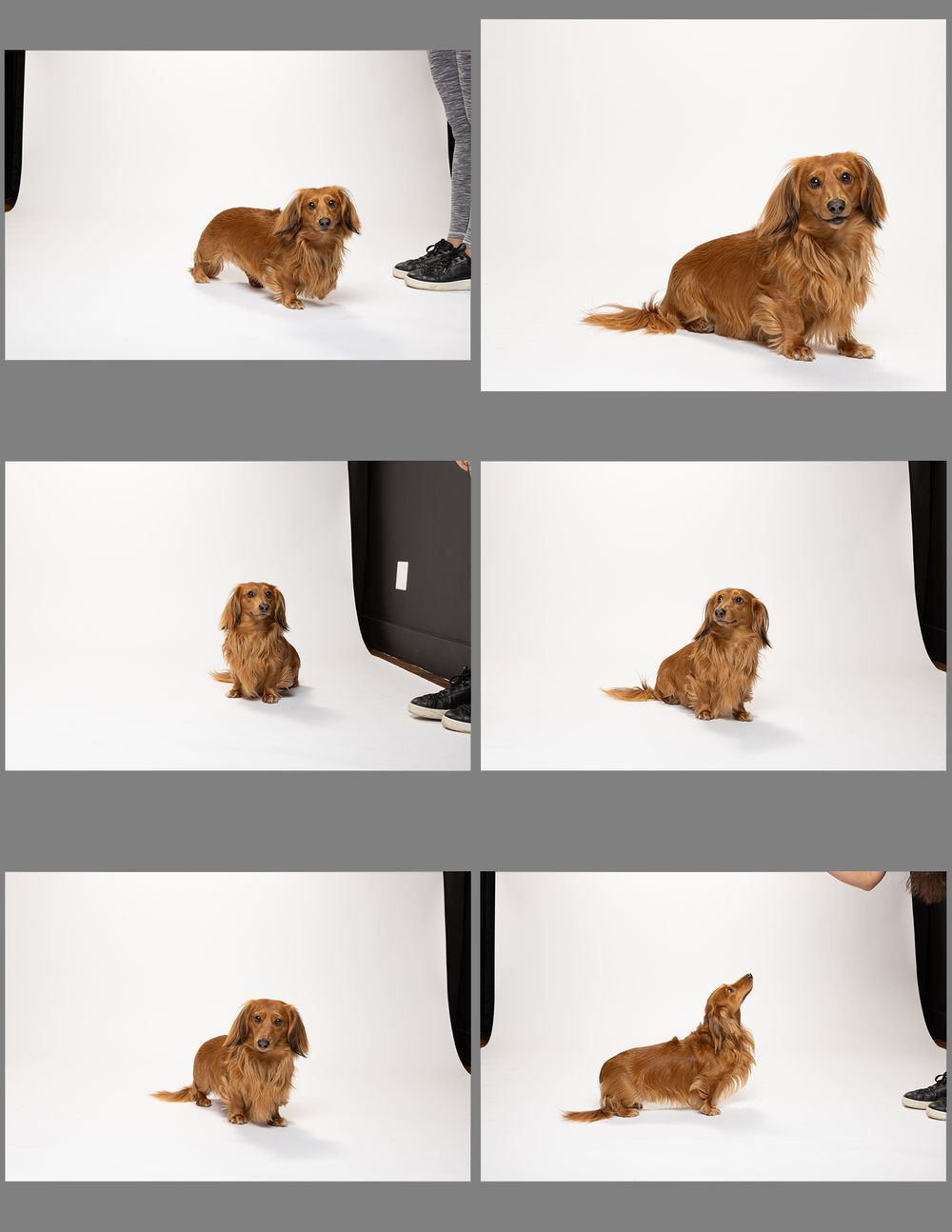 A small dog lies on a white background in various poses showing its profile and resting positions.