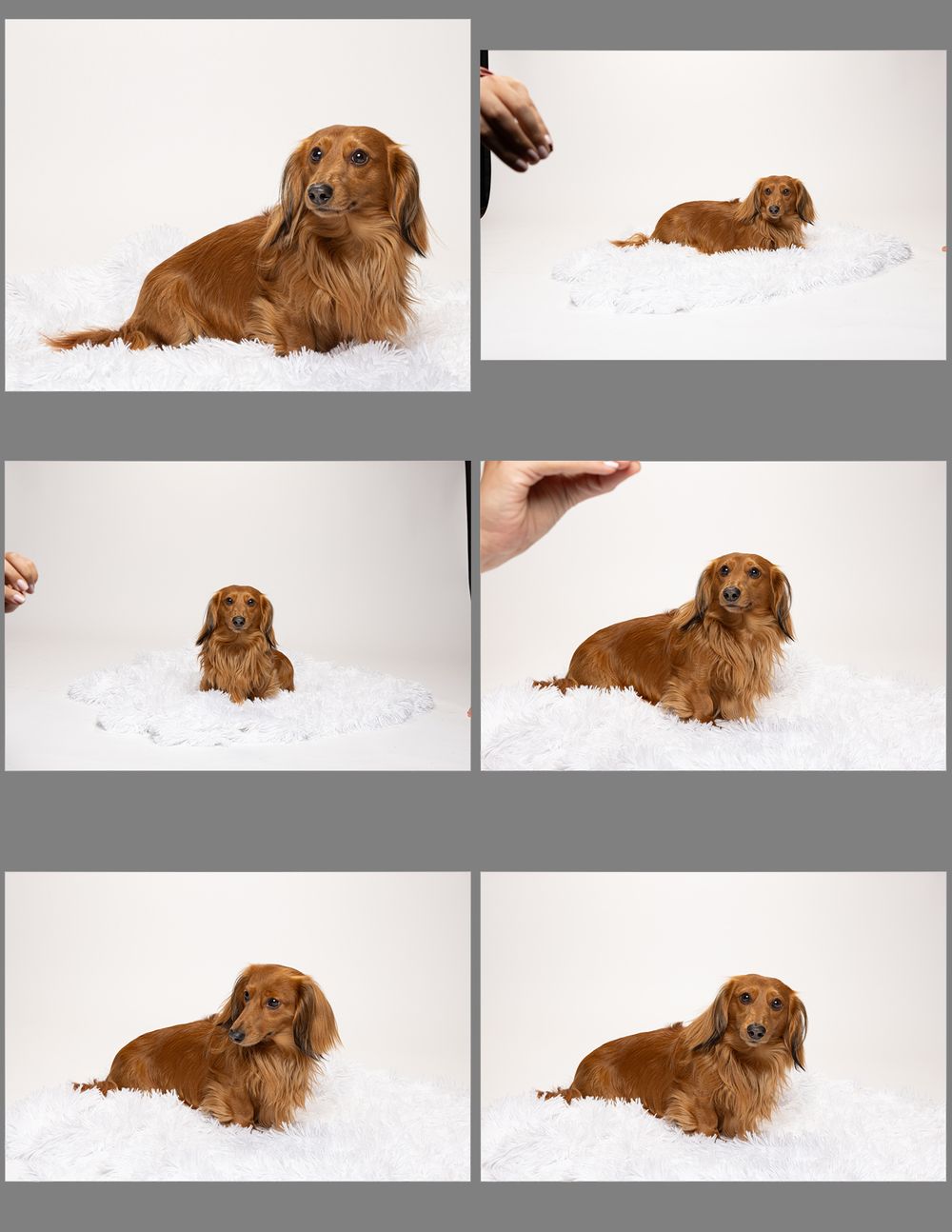 A long-haired dachshund dog with reddish-brown fur shown in various poses against white backgrounds at fetching fido fotography in Austin.