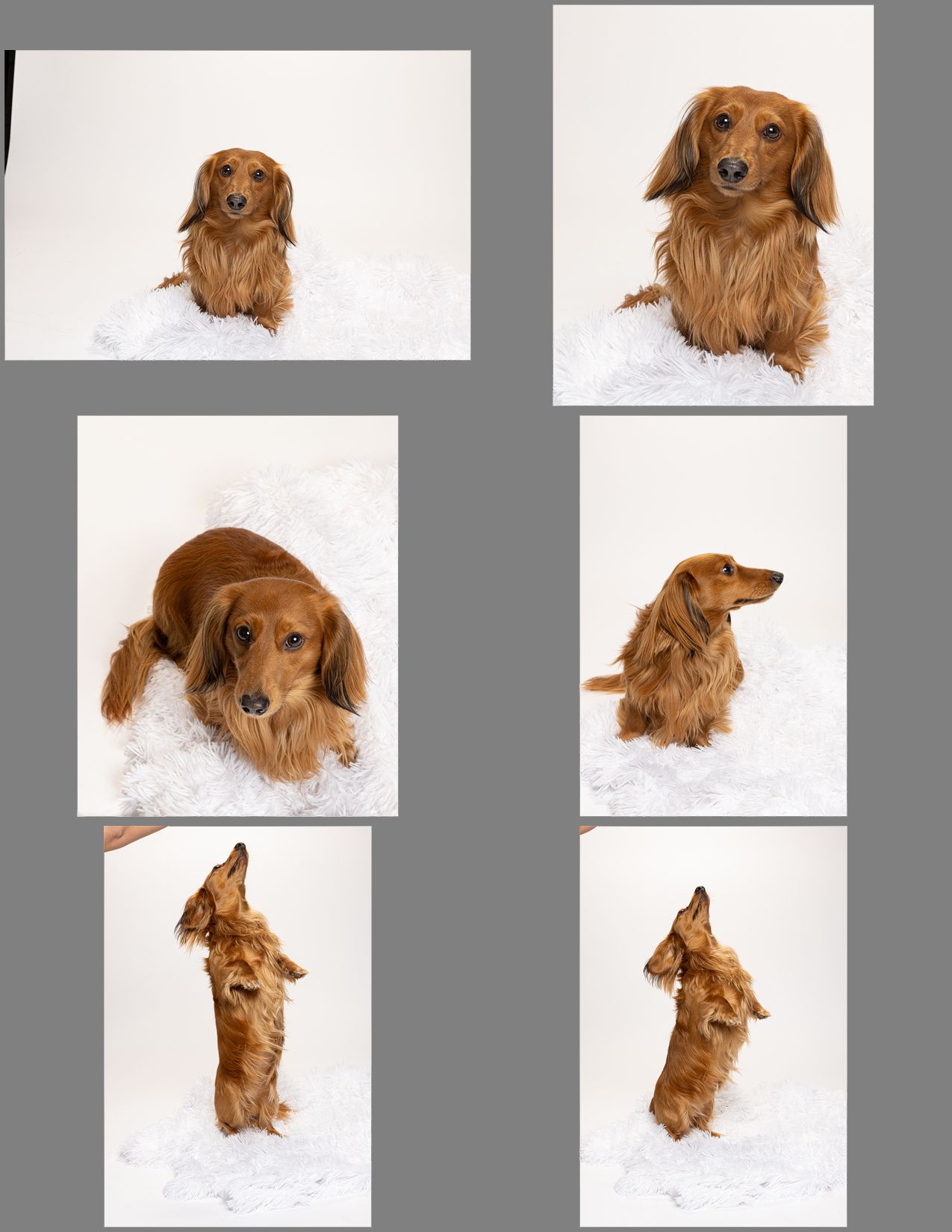 Long-haired dachshund poses against a white background showing playful and regal stances during his photo sesession.