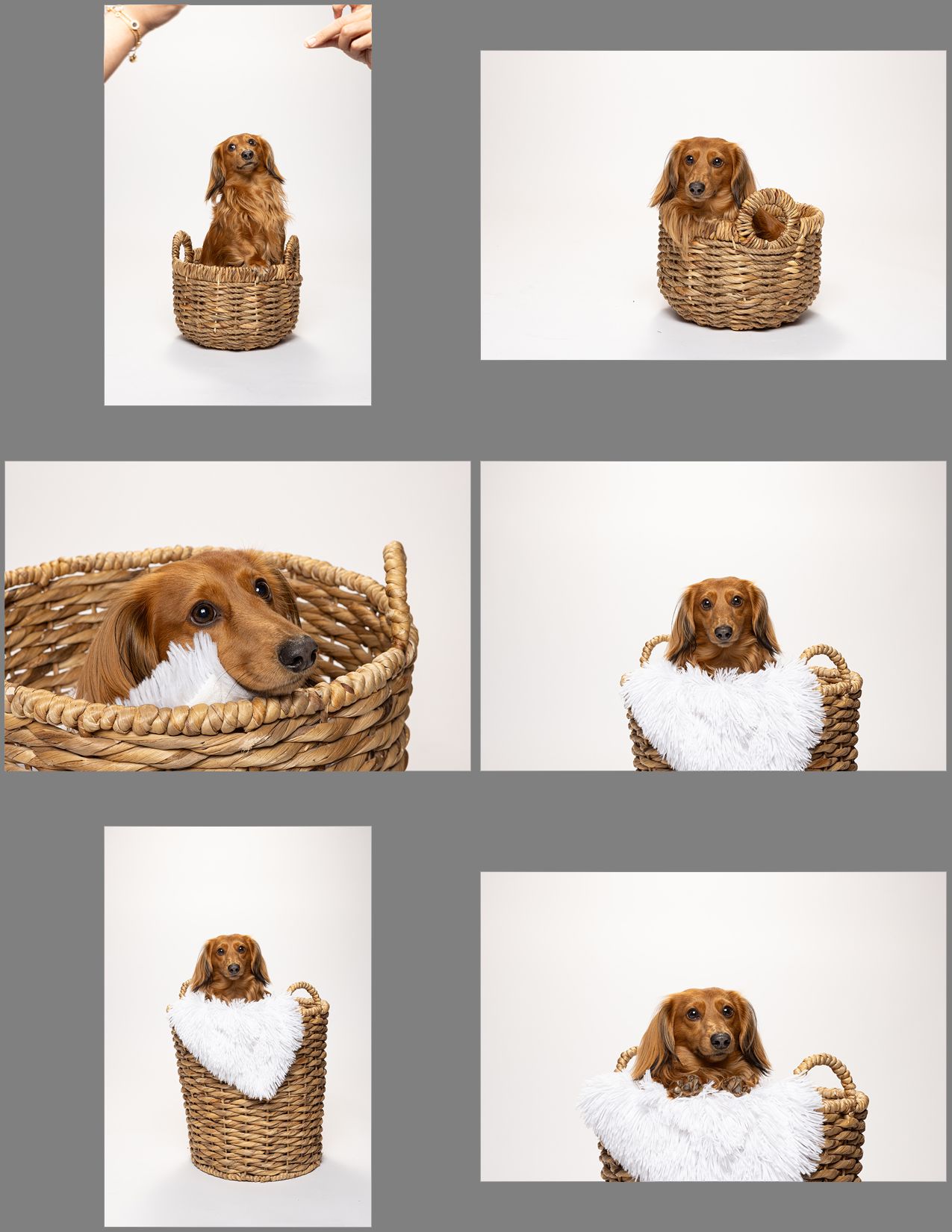 A puppy sits in a woven wicker basket against a white background.