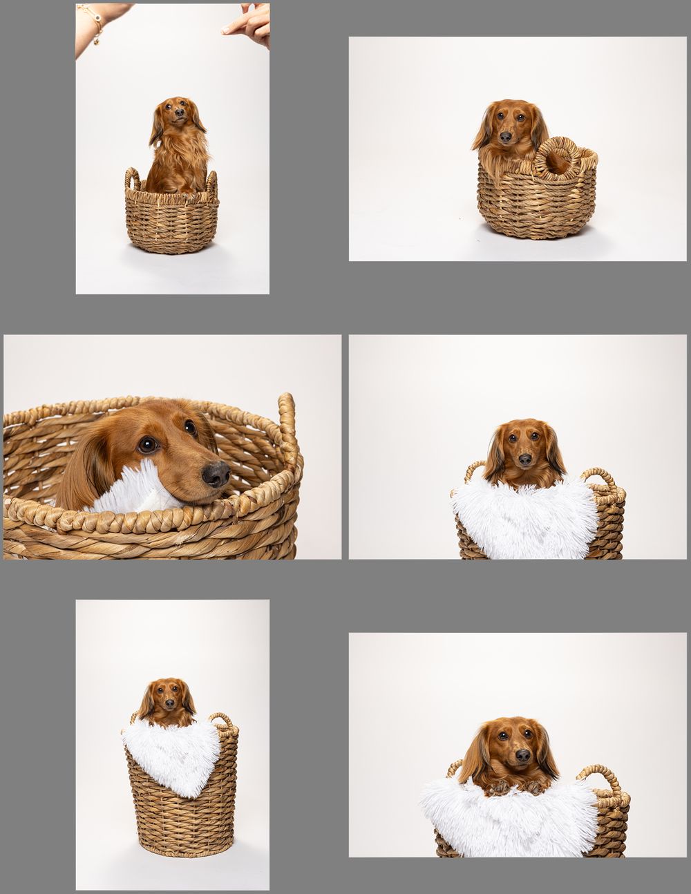 A puppy sits in a woven wicker basket against a white background.