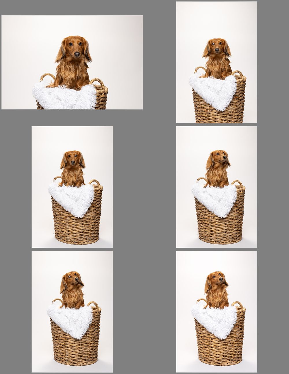 A brown dog sits in a woven basket with white fabric against a white background at a pet photography studio in Austin, Texas.