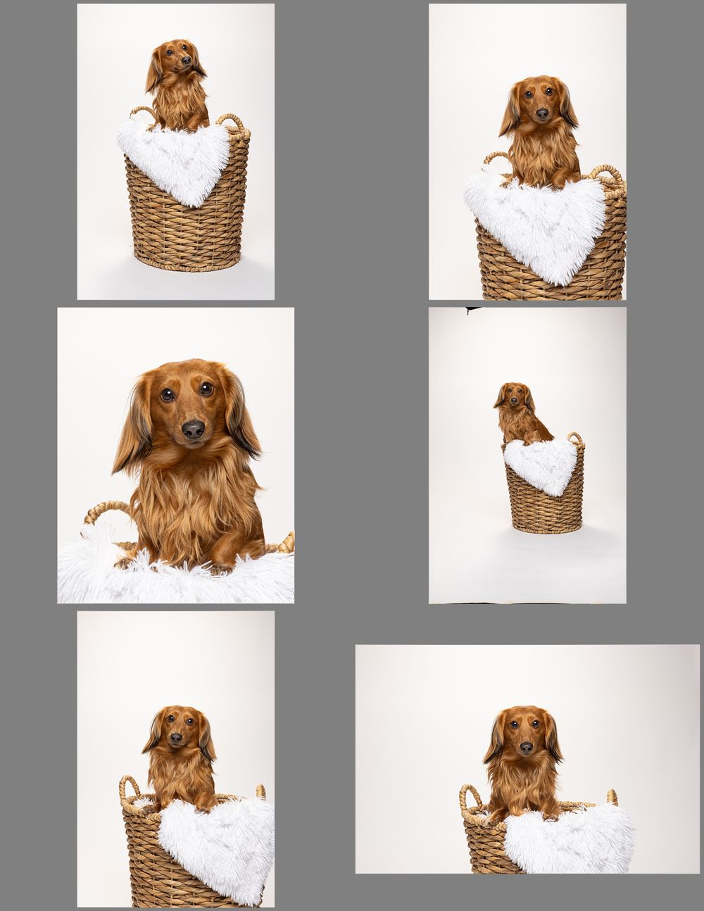 Long-haired dachshund puppy sitting in wicker basket on white background with various playful poses.
