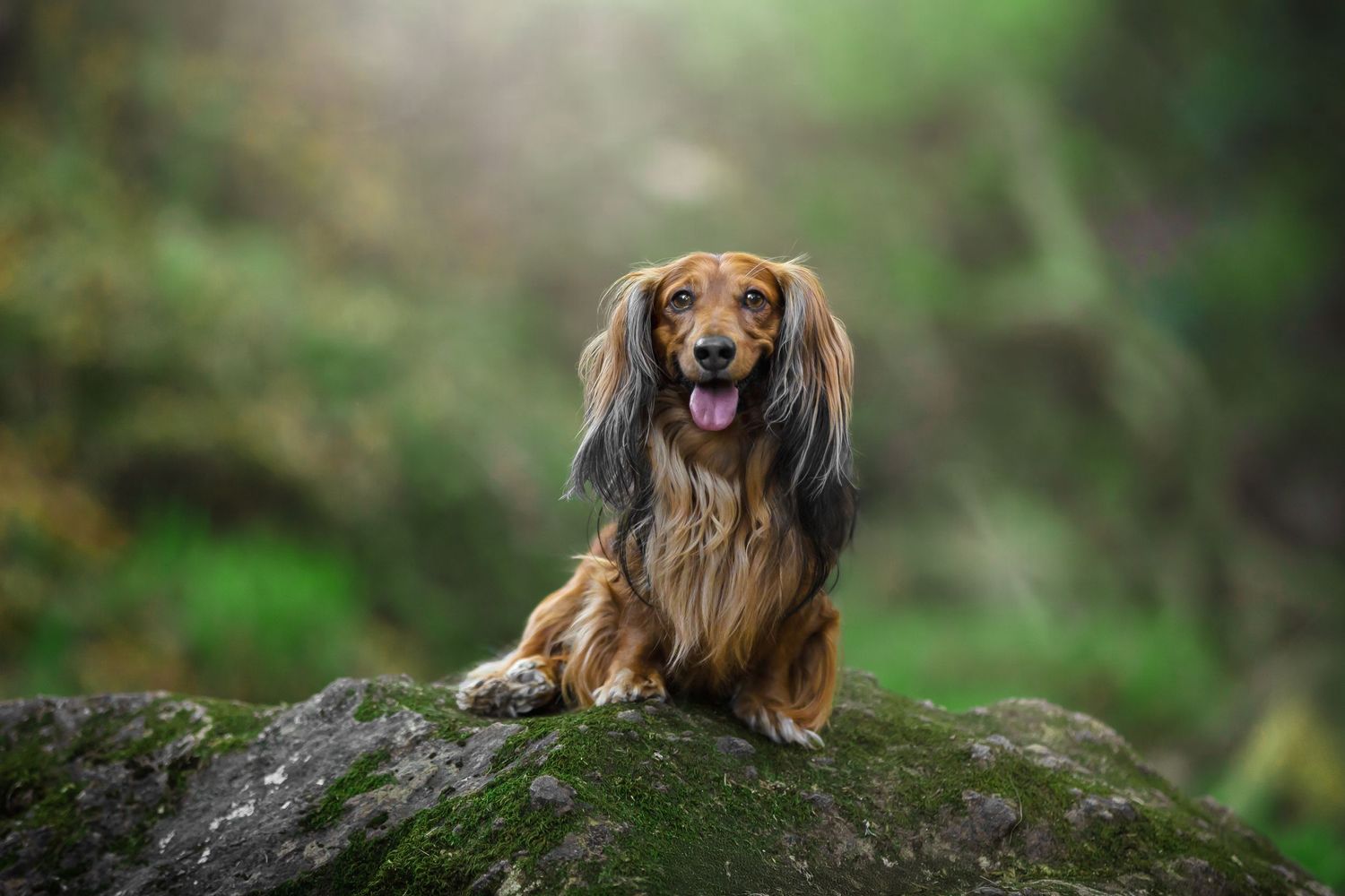 Fotografia pet - cão - Lisboa - Teckel
