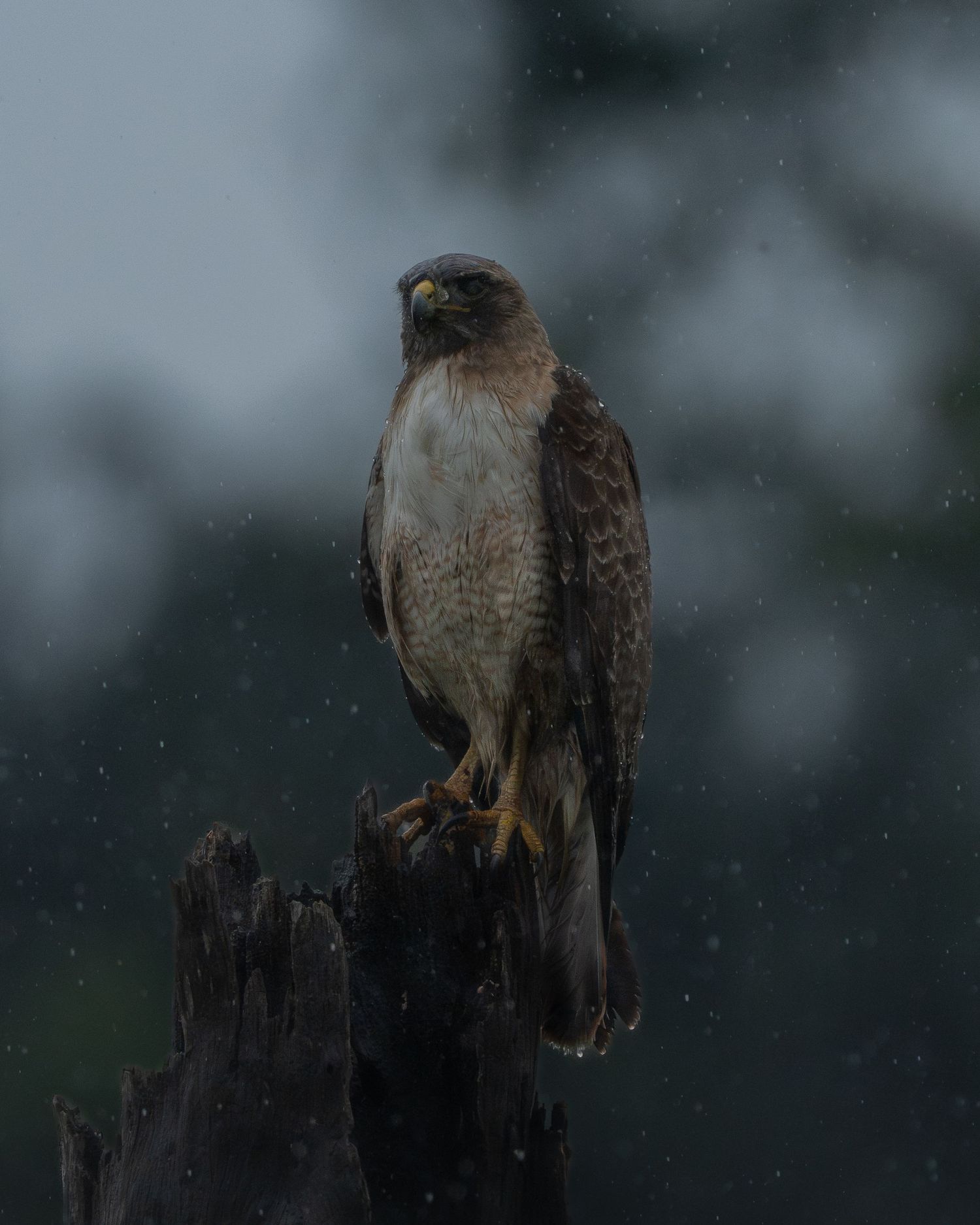 A hawk perches majestically on a weathered wooden post while light snow falls in the moody background.