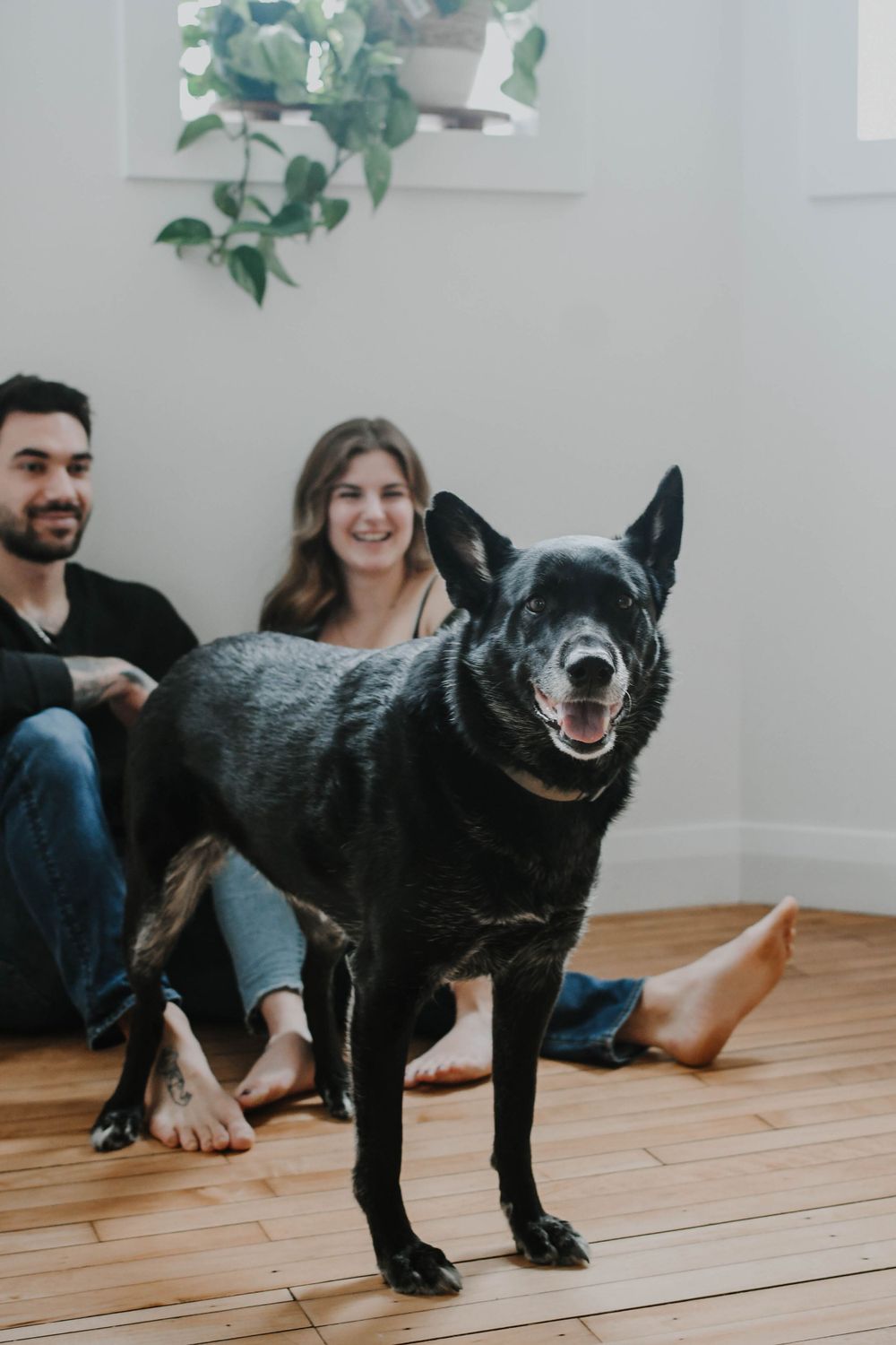 Happy black dog stands on hardwood floor in living room with potted plant hanging in background.