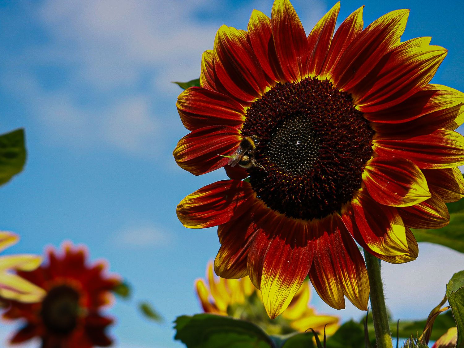 A vibrant red and yellow sunflower blooms against a bright blue sky.