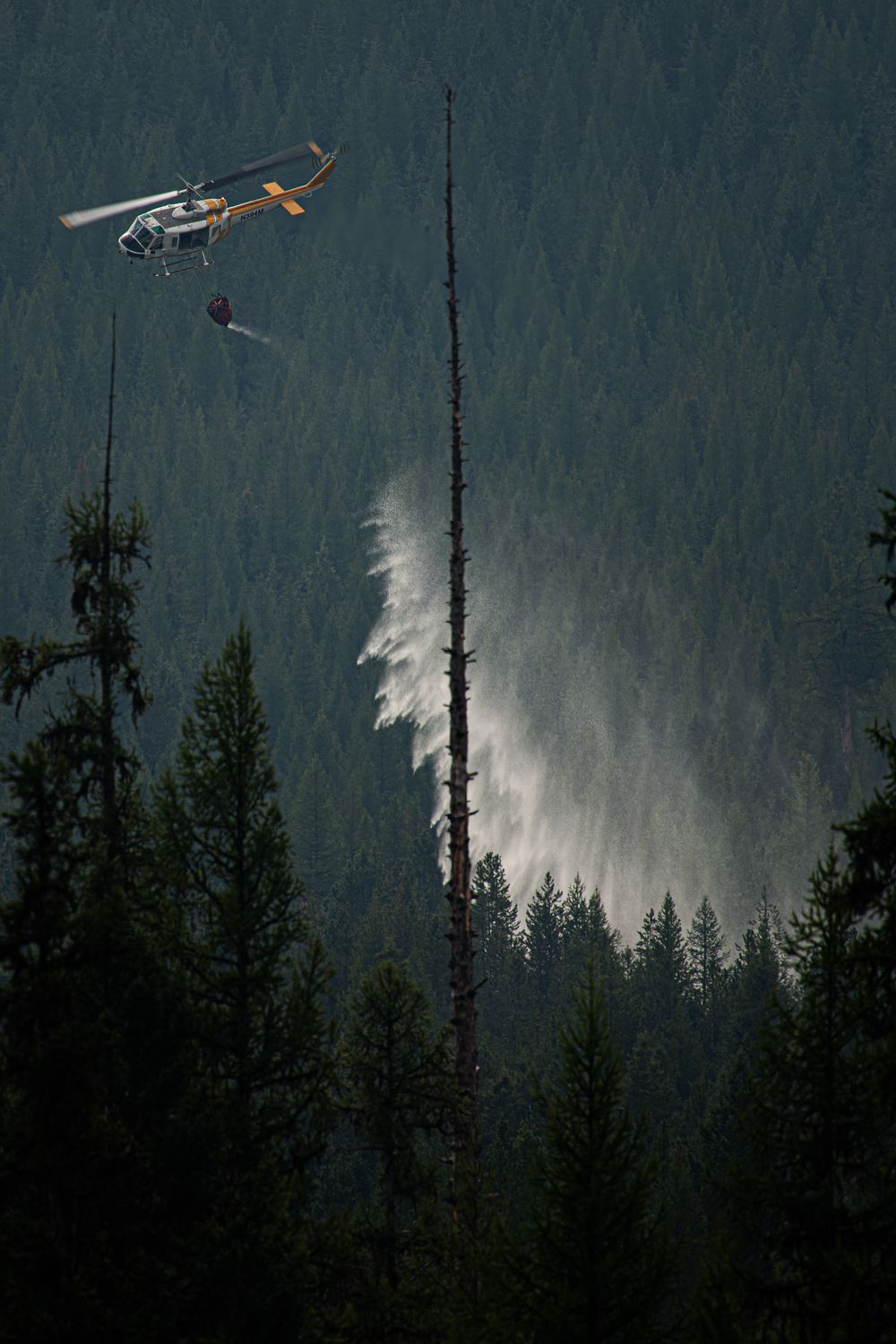 Firefighting helicopter drops water on a forest fire among tall evergreen trees on a mountainside.