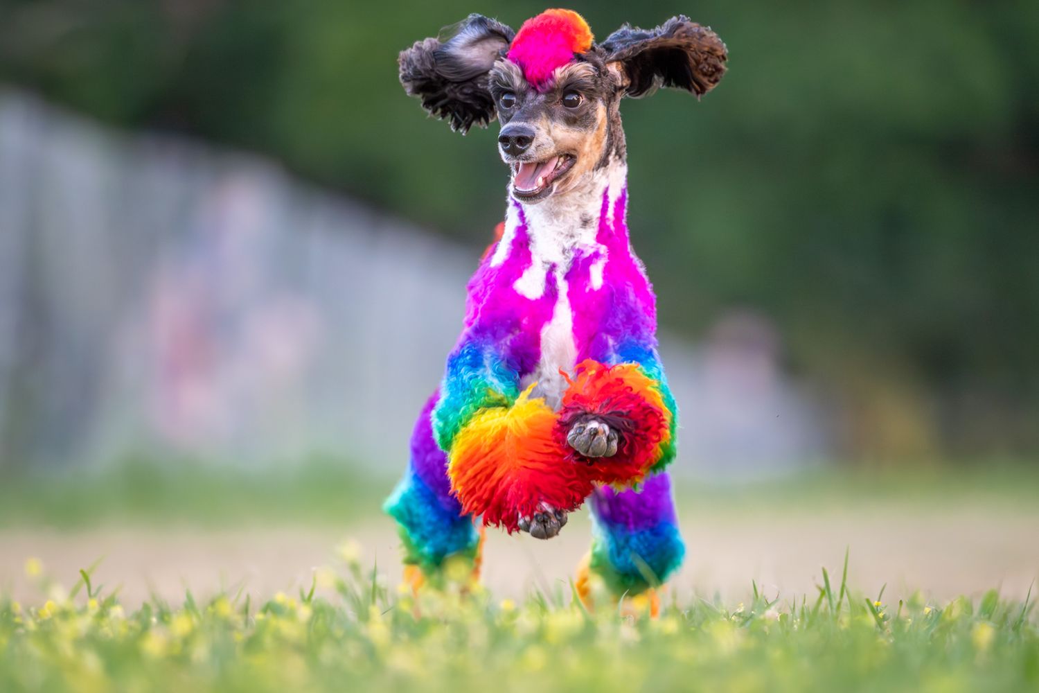 A rainbow dyed poodle running fastCAT