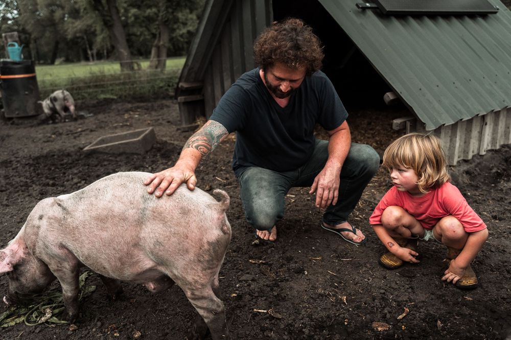 People interacting with a large pig in the mud near a green shed.