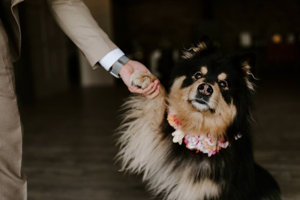 A fluffy Pomeranian dog with orange-brown fur sits on a dark surface while being groomed with a brush.