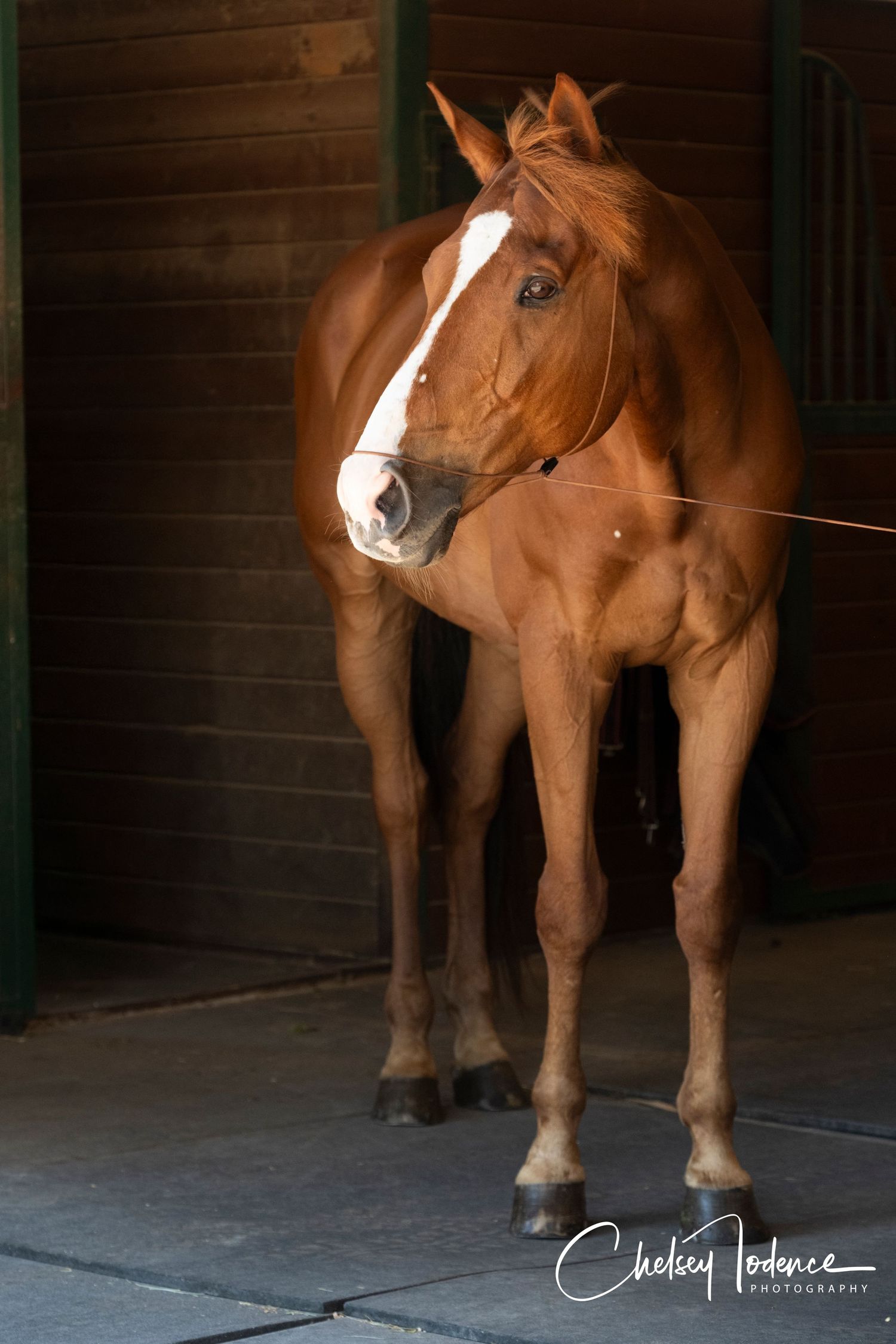Pre-edited black background horse portrait capturing highlights and shadows at Sonoma County barn session