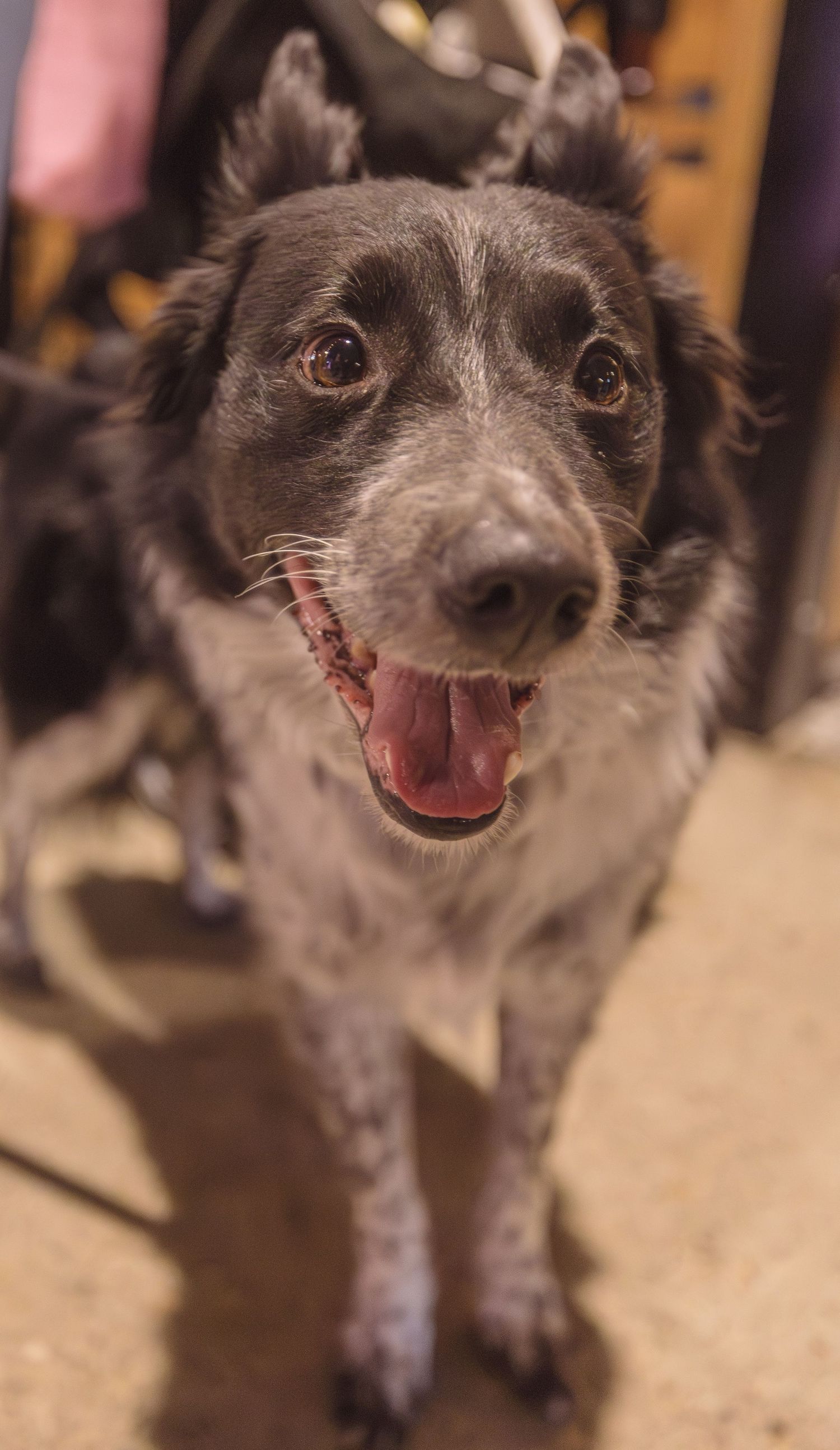Australian shepherd