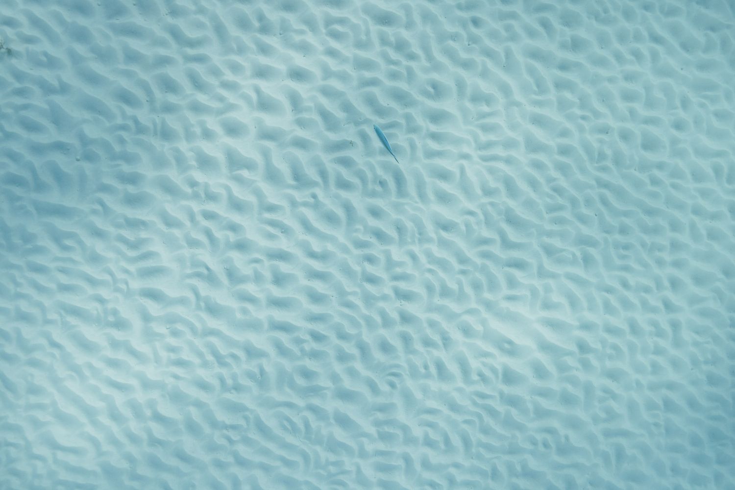 Natural sand ripples beneath shallow ocean water at Ningaloo Reef