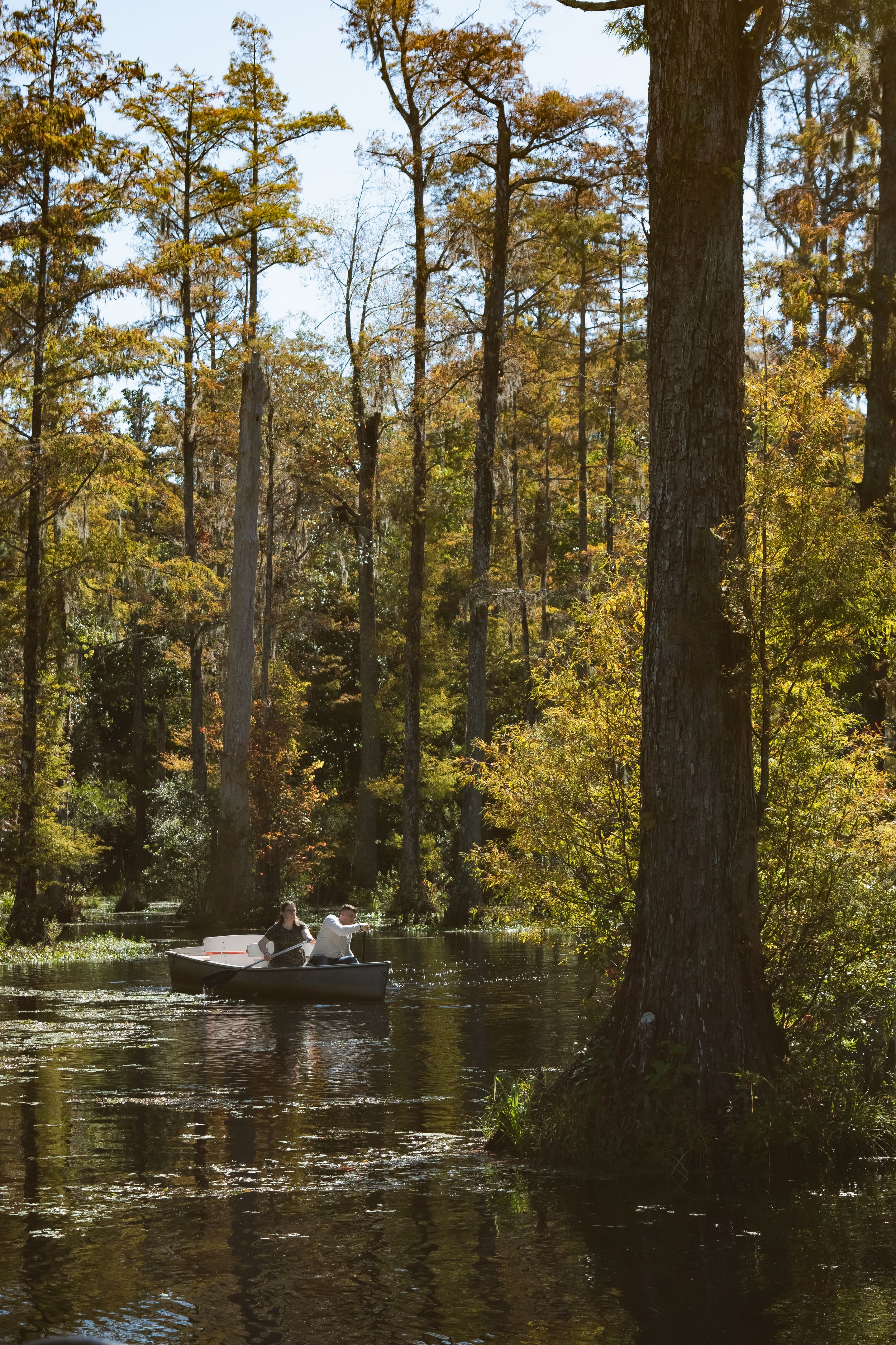 A small boat floats on calm waters surrounded by tall cypress trees in a golden-lit autumn swamp setting.