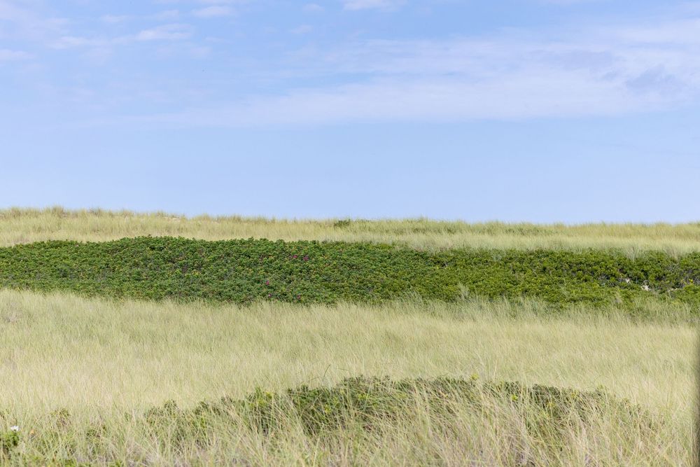 A panoramic view of a vast coastal grassland stretches to the horizon under a blue summer sky in Wauwinet on Nantucket, MA.