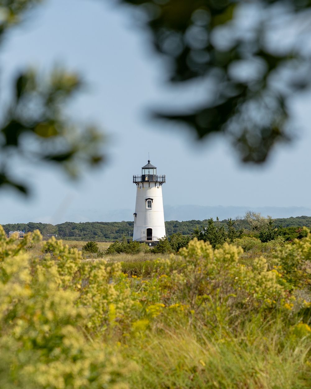 Edgartown Lighthouse peeks through yellow wildflowers and coastal vegetation on a sunny day on Martha's Vineyard, MA.