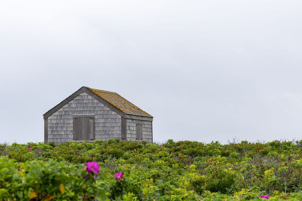 A weathered gray wooden shack sits atop a grassy hill against an overcast sky with blooming Rosa Rugosa in Miacomet- Nantucket, MA.