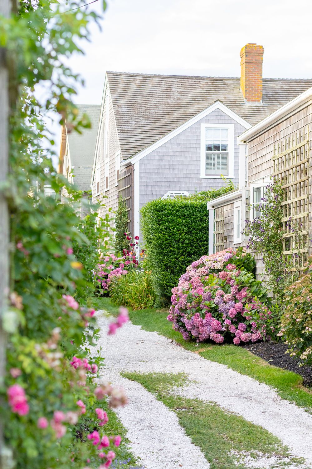 A winding white gravel path leads between cottage gardens filled with blooming pink roses and greenery- Front Street, Sconset on Nantucket.