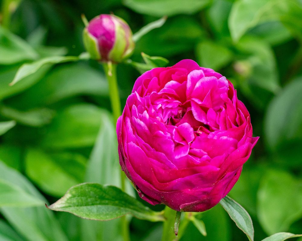 A vibrant pink peony flower blooms in a lush green garden setting, displaying its full double-petaled form.
