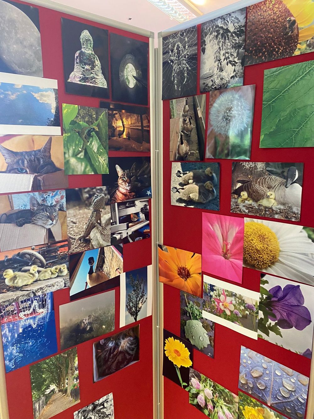 A colorful photo collage wall display with nature images including flowers, animals and landscapes mounted on red panels.